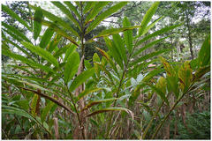 Elettaria cardamomum